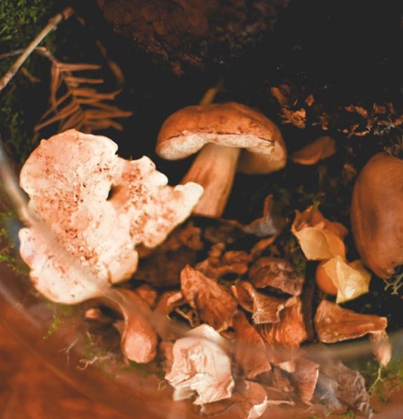 Festival-champignons-kamouraska-42