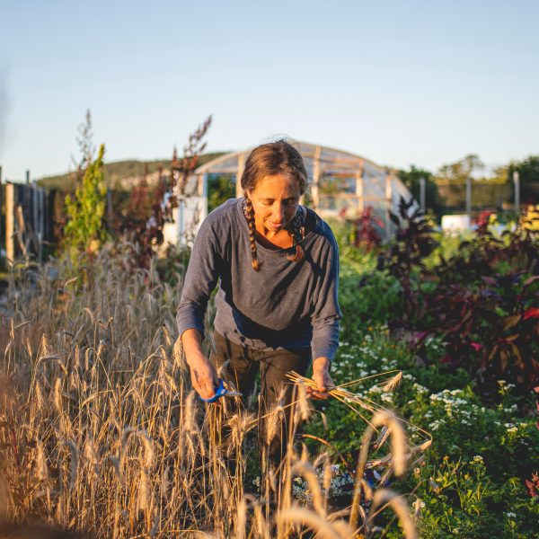 Jacinthe dans ses plantations de fleurs